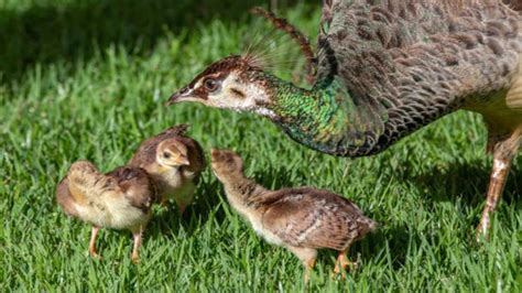 how much do peacock chicks cost